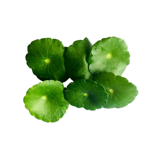新鲜叶片 新鲜铜钱草 旱金莲叶 西餐摆盘装饰 小伞草 40片/盒