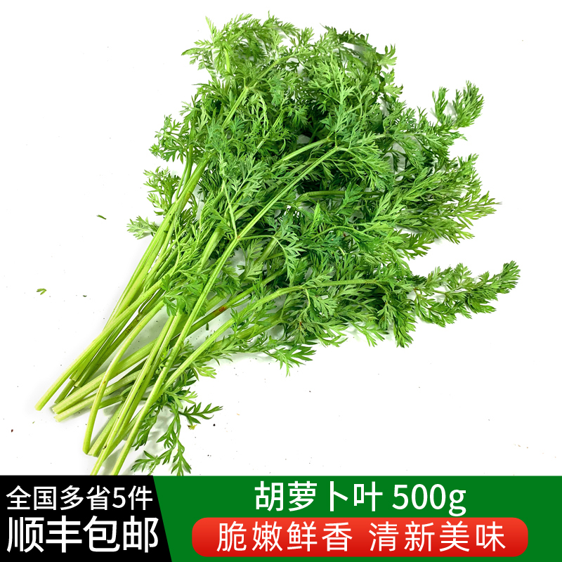 新鲜胡萝卜叶子500g 新鲜现摘萝卜叶 萝卜缨子 新鲜蔬菜胡萝卜叶