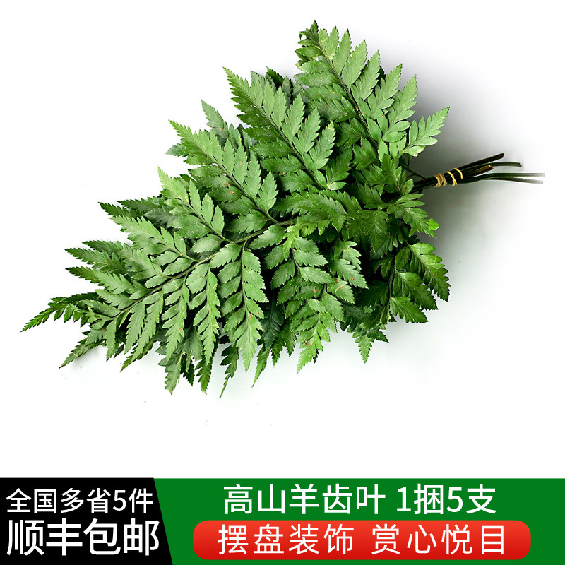 绿食者 新鲜高山羊齿叶 杨子叶 芒叶5支 草叶蕨 酒店西餐摆盘装饰