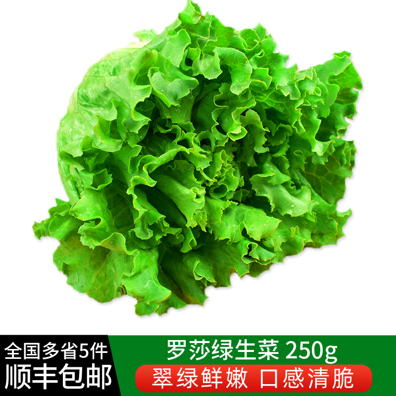 罗莎绿250g 新鲜蔬菜沙拉食材绿叶生菜花边生菜西餐配菜 5件包邮