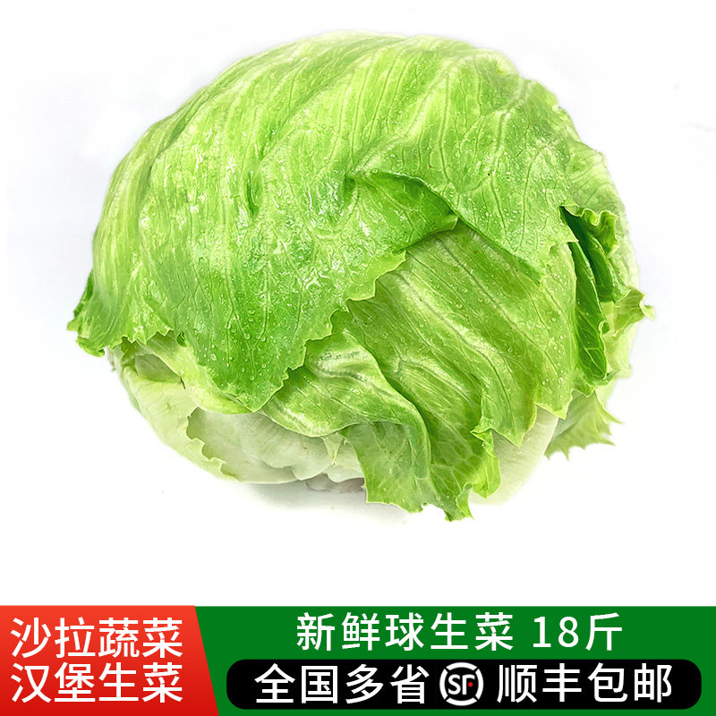 沙拉汉堡食材球生菜顺丰包邮