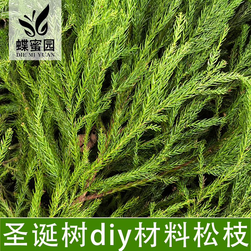 天竺少女松枝DIY材料云南昆明直发花材圣诞节花环室内柳杉树枝