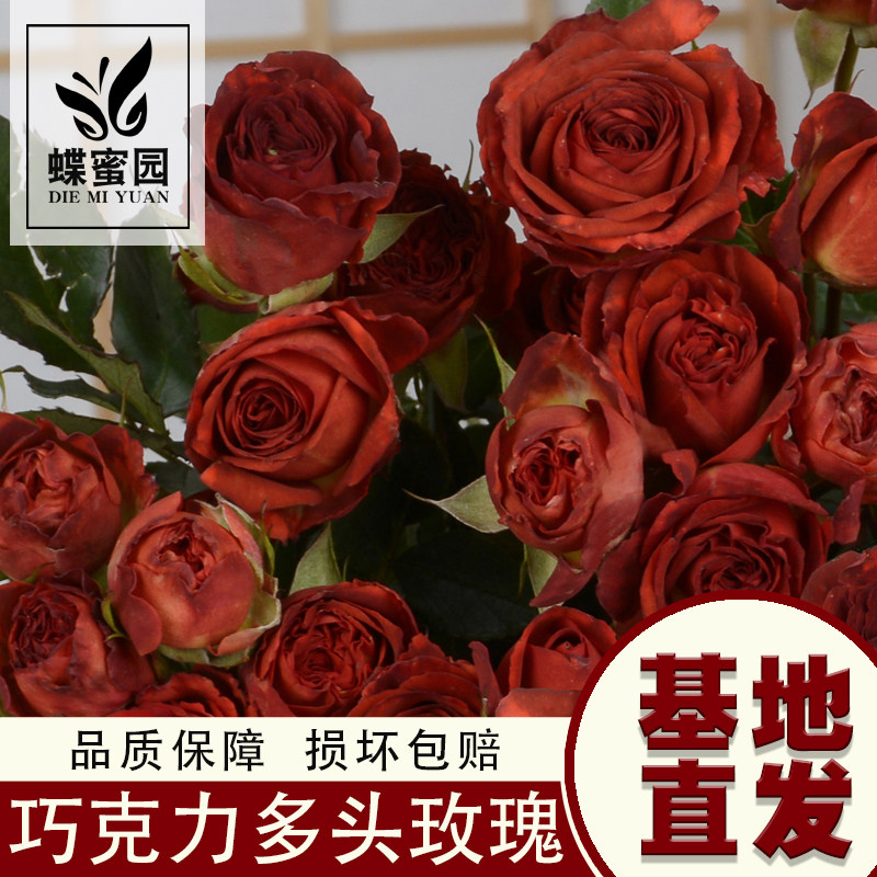 巧克力泡泡多头玫瑰鲜切花婚礼现场插花七夕节求婚花束云南直发