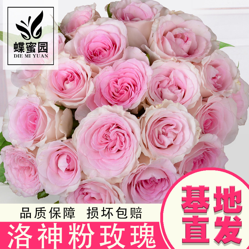 洛神粉色玫瑰鲜切花七夕节送礼花束送女朋友水养花卉云南基地直发