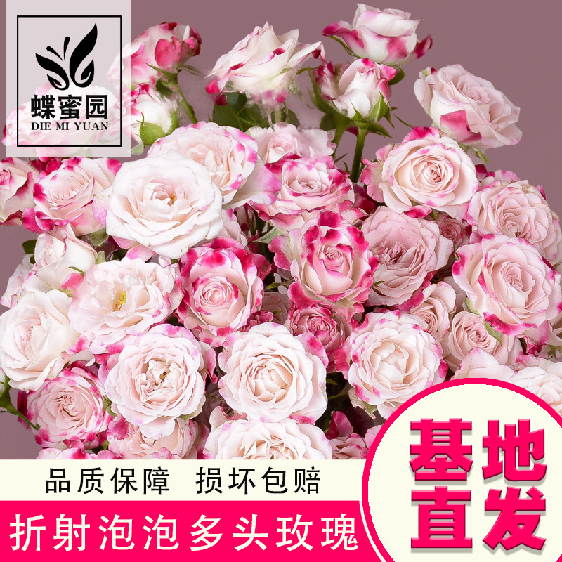 折射泡泡多头玫瑰鲜花粉色系七夕节送女朋友鲜切花云南基地直发