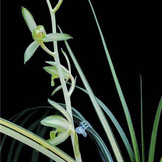 兰花苗莲瓣中透花艺双全碧玉丹霞浓香鲜花卉盆栽室内绿植物阳台