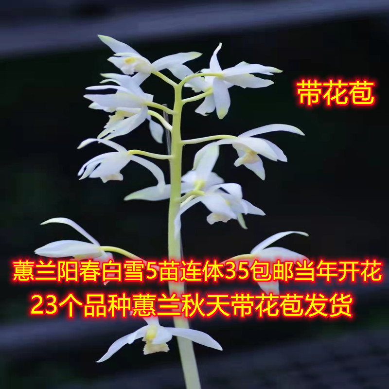 带花苞老种兰花苗包邮浙江 蕙兰阳春白雪 浓香绿植花卉草盆景园艺