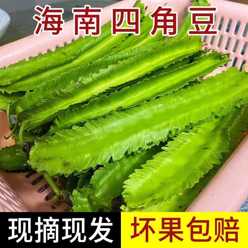 海南三亚鲜嫩四角豆绿色龙豆