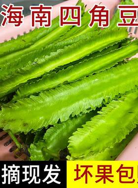海南三亚鲜嫩四角豆绿色龙豆