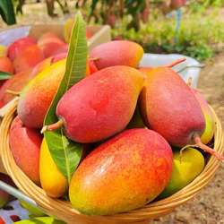 海南贵妃芒9斤新鲜热带水果特产当季整箱树上熟现摘三亚芒果