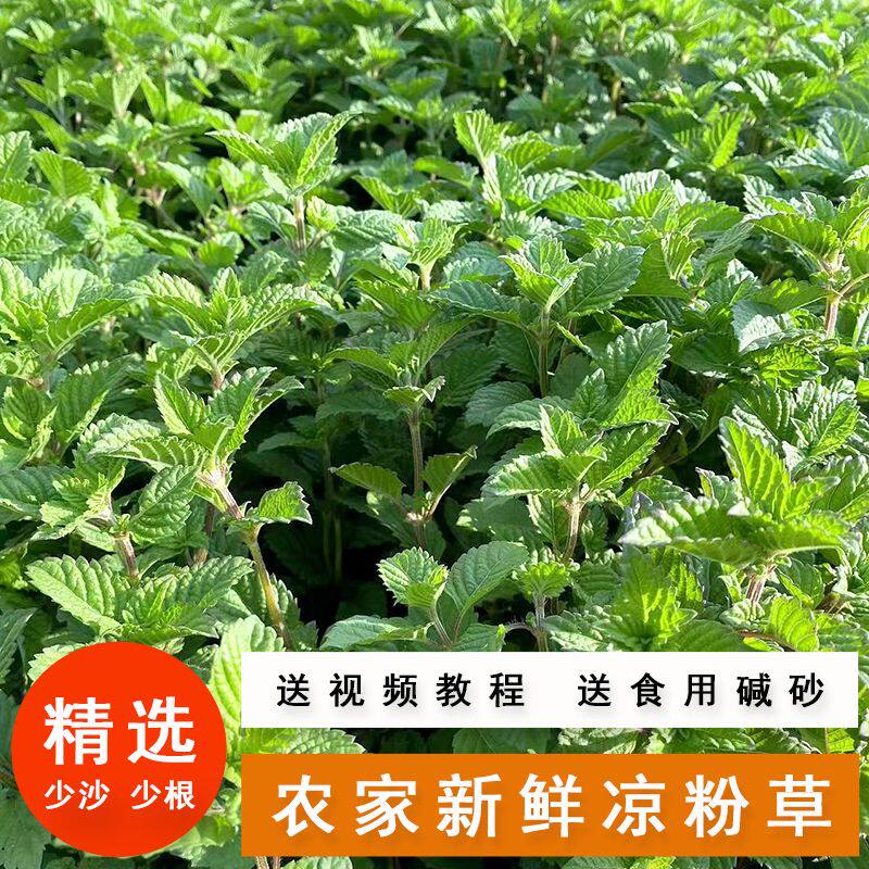 顺丰广东高州新鲜采摘红根食用凉粉草农家自种四季烧仙草原料便宜
