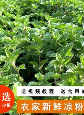 顺丰广东高州新鲜采摘红根食用凉粉草农家自种四季烧仙草原料便宜