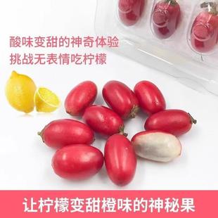 神秘果鲜果酸变甜变味果 蜜拉圣果 神奇改变味觉果干 冻干