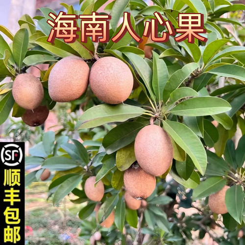 海南正宗人心果新鲜当季应季水果养生圣果特产批发大果富硒黄心