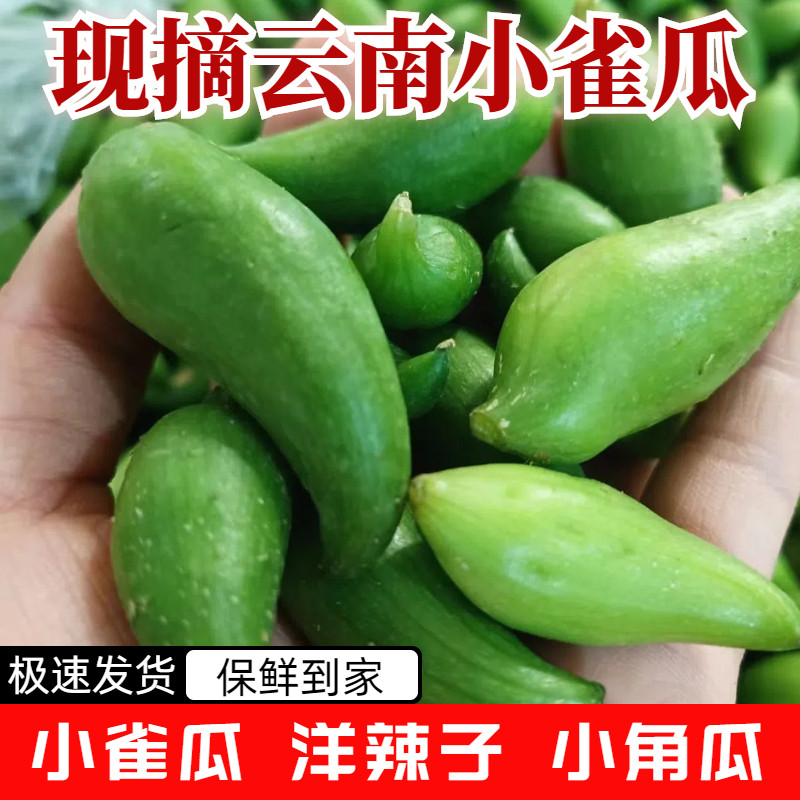现摘小雀瓜辣子瓜洋辣子羊角豆小角瓜翘角瓜云南短季时令新鲜蔬菜