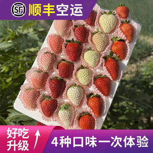 【顺丰空运】四色草莓多色草莓真红美玲梦之莹粉玉草莓红颜四拼