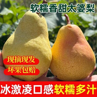 【软糯多汁】山东烟台太婆梨香蕉大头茄梨应季现摘鸭梨新鲜水果