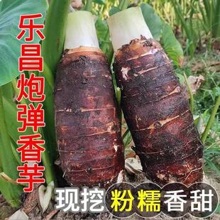 正宗乐昌张溪炮弹香芋特大槟榔芋新鲜现挖蔬菜食用头韶关特产农家