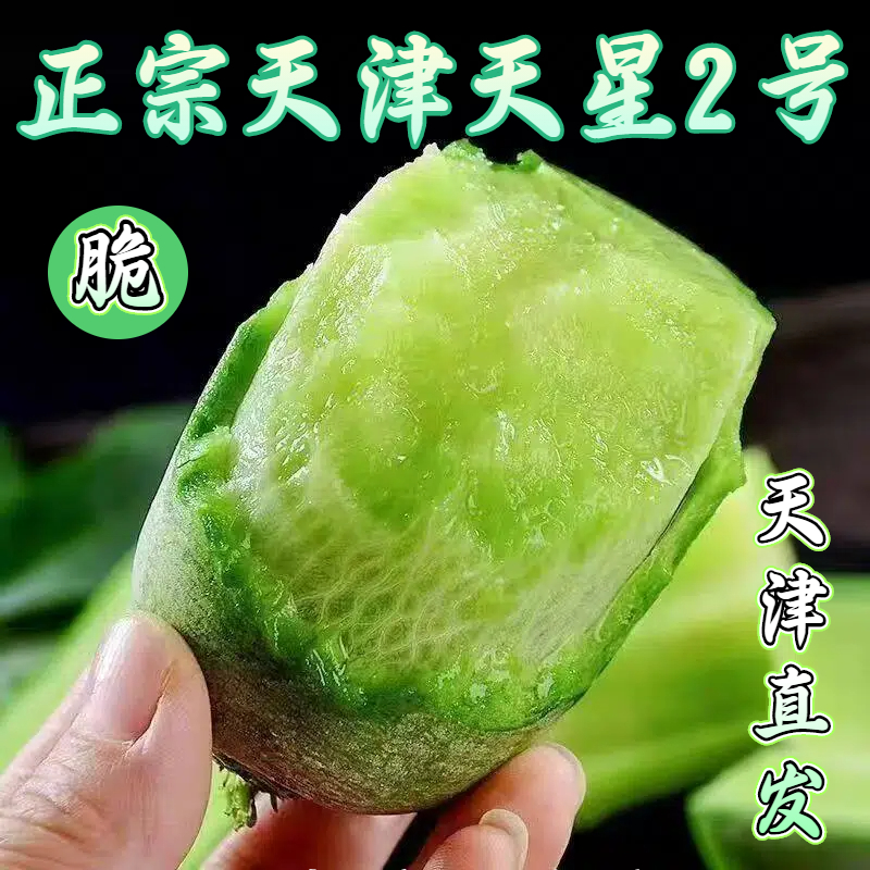 正宗天津沙窝村天星2号水果萝卜冰激凌当季非潍坊水果萝卜鲜脆