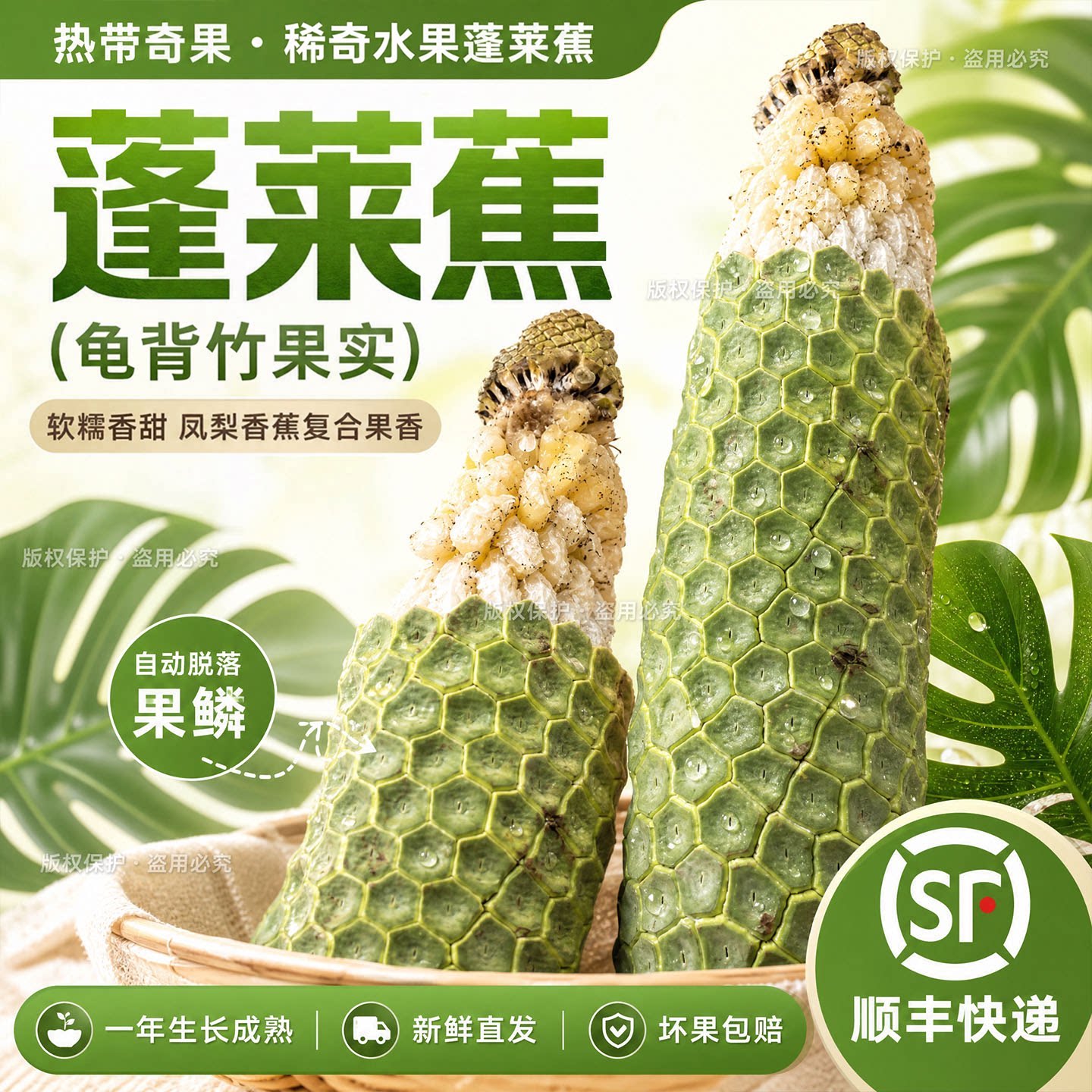 顺丰网红龟背竹果实蓬莱蕉新鲜小胖墩热带稀有小众水果现摘需催熟