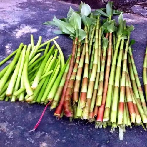 2025新鲜雷公笋闭鞘姜广陆商水蕉花嫩芽海南白沙特产野生雷公笋