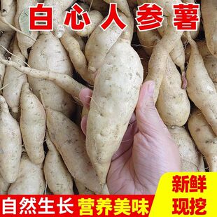 正宗白皮人参薯新鲜粉面番薯5斤牛奶白心地瓜白瓤沙地板栗红薯