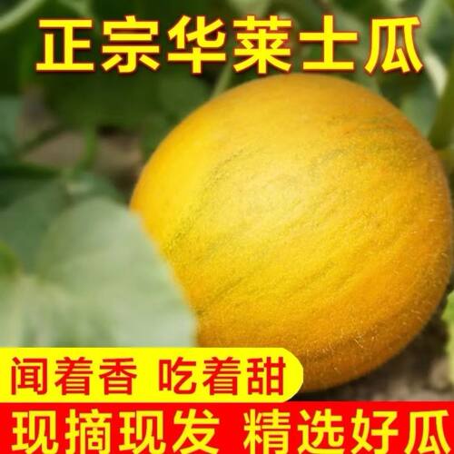 顺丰磴口华莱士蜜瓜巴盟特产黄金瓜黄河蜜瓜网纹超甜香瓜包邮批发