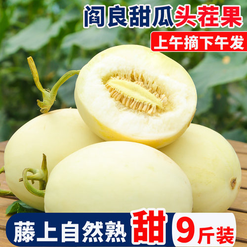 陕西阎良甜瓜侬甜正宗小籽甜瓜