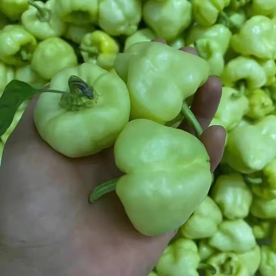【现摘现发】广西贺州新鲜灯笼椒农家菜椒辣椒酿白玉辣椒1斤包邮