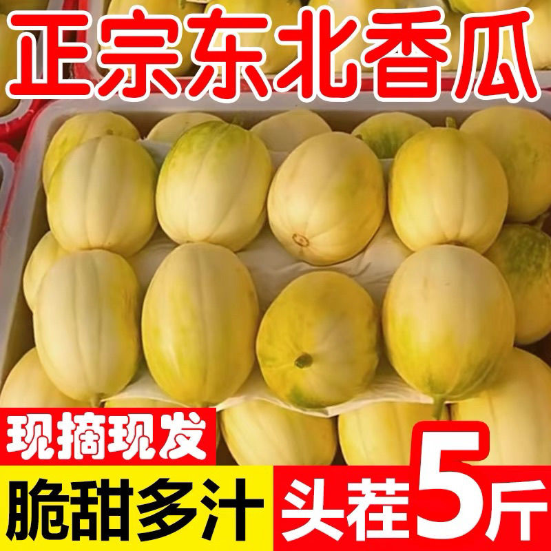 顺丰东北香瓜京蜜甜瓜头茬新开园大地瓜清香甘甜脆孕妇现摘水果