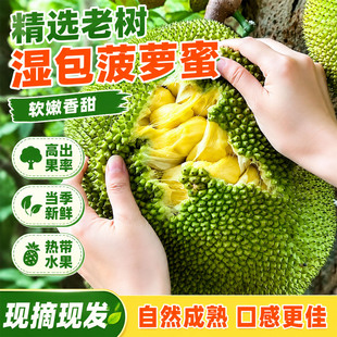 广西湿苞菠萝蜜新鲜榴莲菠萝蜜软糯手撕湿包菠萝蜜木菠萝树菠萝