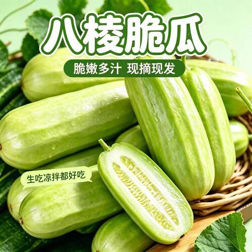 现摘现发河北青县八棱脆瓜老品种酥瓜菜瓜无糖新鲜水果蔬菜现货