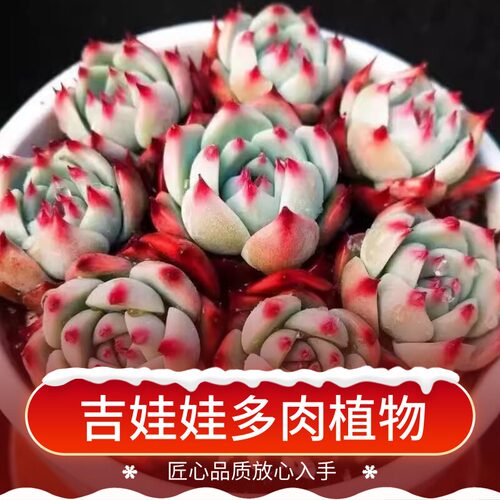 绿植含盆带土多肉植物特价清仓