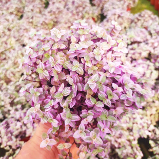 胭脂云多肉植物组合盆栽稀有品种小绿植室内花好养活大株多肉老桩