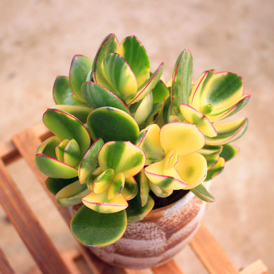 多肉植物大颗黄金花月姬新花三色