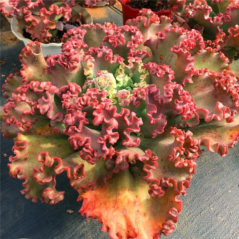 皱叶多肉植物基地老桩舞会红裙