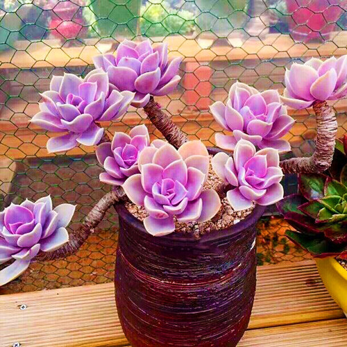 绿植紫珍珠四季办公桌多肉植物