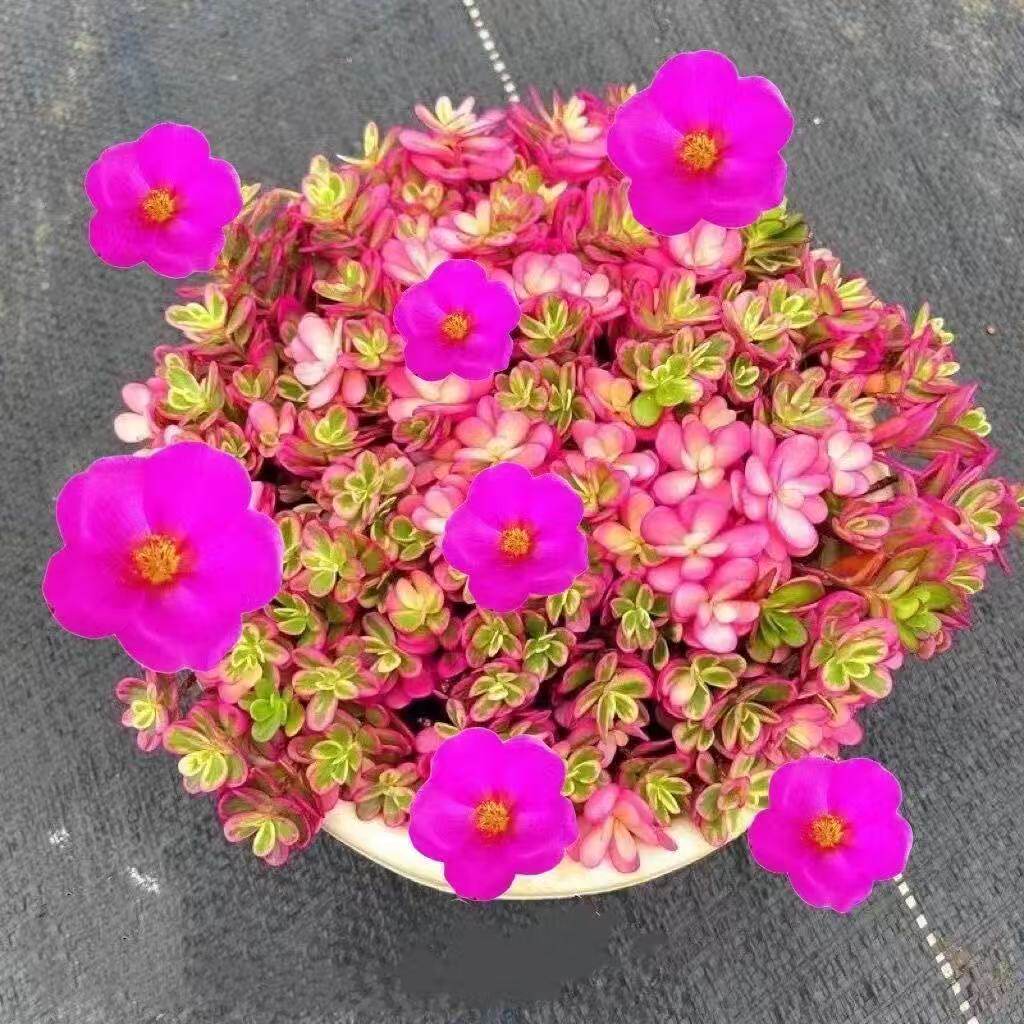 太阳花锦多肉植物办公室内绿植创意花卉园艺盆栽迷你萌肉肉防辐射