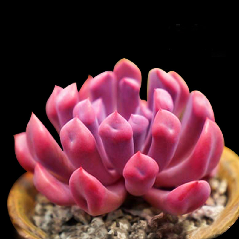 多肉植物粉色系丘比特小老桩群生清棚新手办公室花卉迷你盆栽