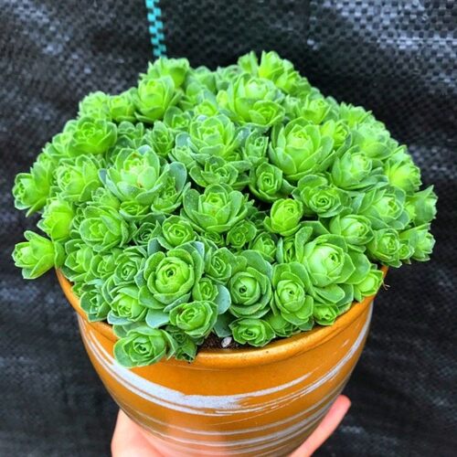 山地玫瑰室内组合绿植精品多肉