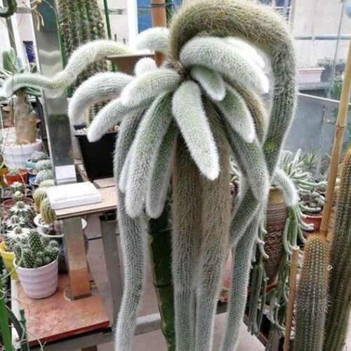 九尾狐多肉价格 九尾狐多肉图片 星期三