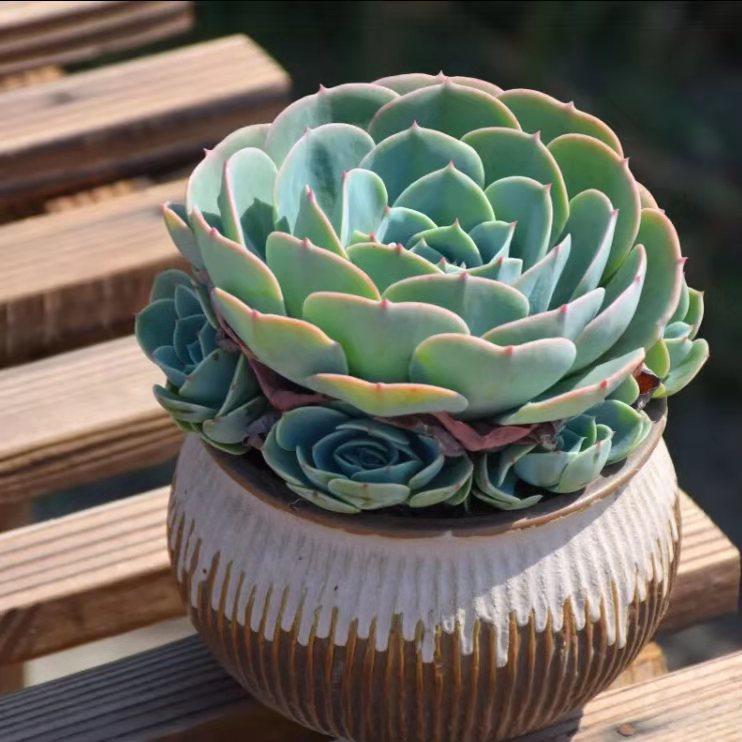 玉蝶老桩大颗多肉群手捧花易爆崽大群状态仙超美多肉植物品相周正