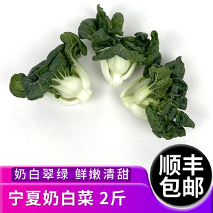 新鲜宁夏奶白菜2斤 矮脚奶白菜蔬菜 牛奶白菜 奶油白菜 顺丰包邮