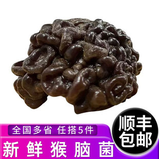 新鲜猴脑菌500g/包 核桃菌玛卡菌参花菌菇黑球菌 爽脆嫩滑火锅
