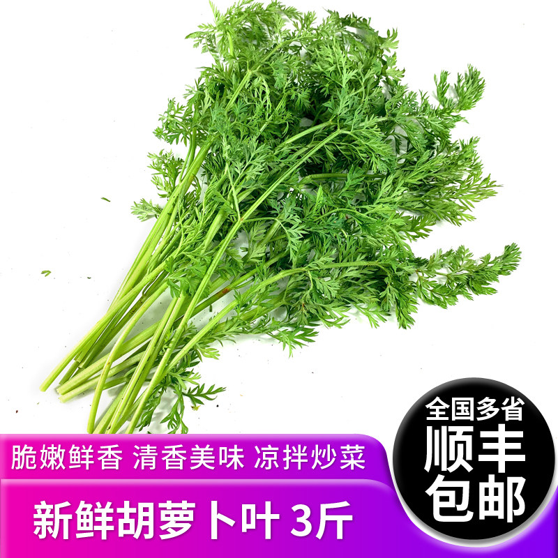 新鲜胡萝卜叶子3斤 新鲜现摘萝卜叶萝卜缨子新鲜蔬菜胡萝卜叶包邮