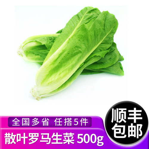 食者罗马生菜新鲜蔬菜沙拉食材