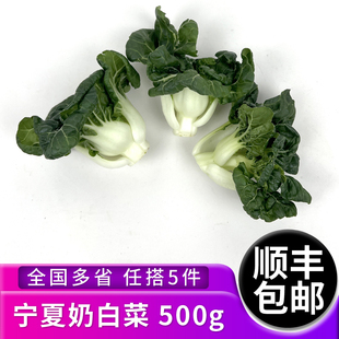 新鲜宁夏奶白菜500g 矮脚奶白菜蔬菜 牛奶白菜 奶油白菜
