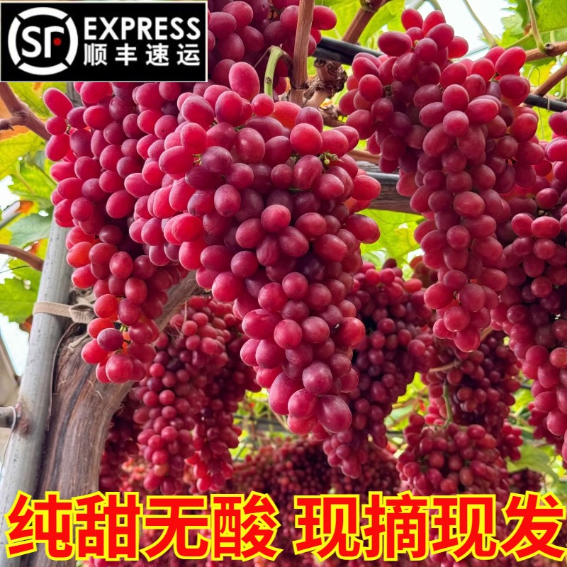 顺丰包邮现摘现发四川大凉山无籽红提克轮生葡萄脆甜克瑞森3斤5斤