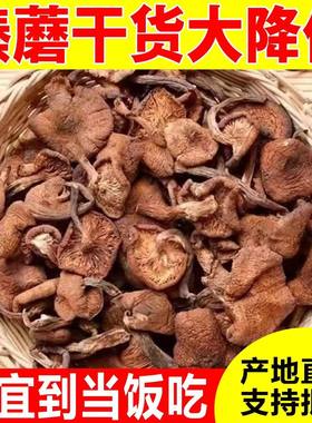 2024东北特产野生榛蘑丁干货小鸡炖蘑菇长白山臻蘑特级无根新货
