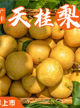 饶情江西上饶广丰天桂梨新鲜水果皮薄多汁水晶梨当季水果孕妇吃
